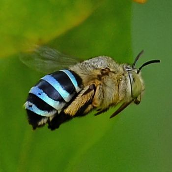 Buzz Pollination: The Secret Dance of Australian Native Bees