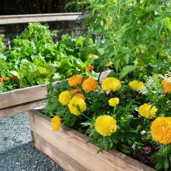 7 of the Best Flowers to Grow in Your Vegetable Garden