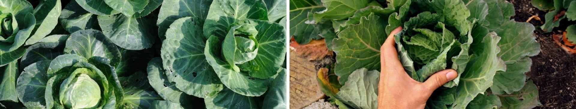 10 Reasons Your Cabbages Are Not Forming Heads