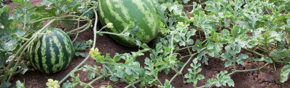 How to Grow Watermelon from Seed: A Step By Step Guide