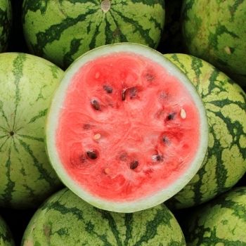 How to Grow Watermelon from Seed: A Step By Step Guide
