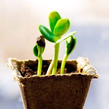 A Beginner's Guide to Choosing Pots, Punnets or Trays for Raising Seedlings