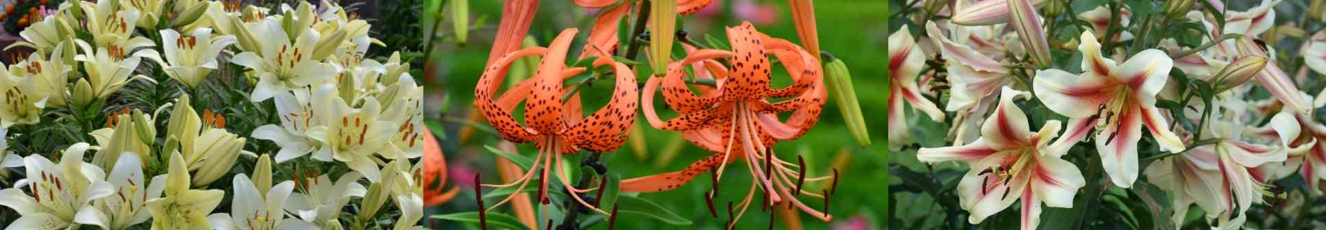 Choosing the Right Lily For Your Garden