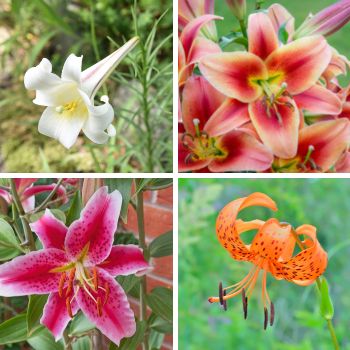 Choosing the Right Lily For Your Garden