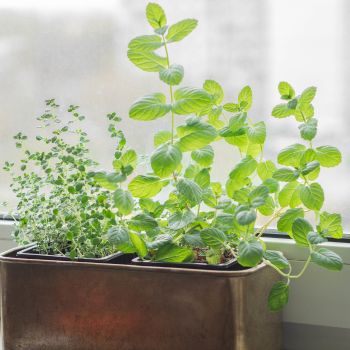 The Quick Guide to Growing Herbs Indoors