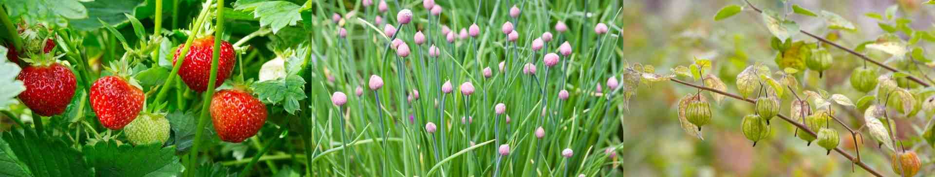 Which Perennial Vegetables Should You Grow?
