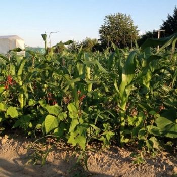 Using the 'Three Sisters' Method to Grow Corn, Beans, and Squash - Companion Planting at Its Best