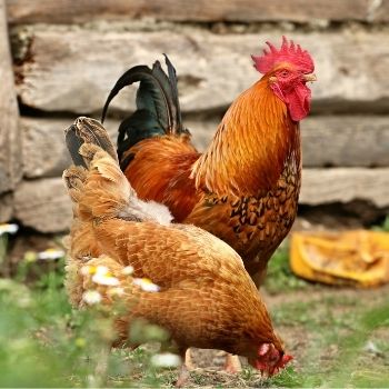 The Best Herbs and Medicinal Plants to Grow for Your Chickens