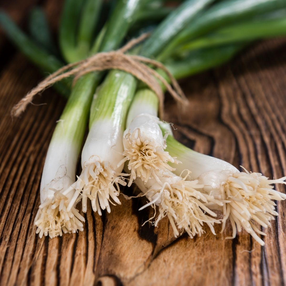 How to Grow Bunching Onions from Seed