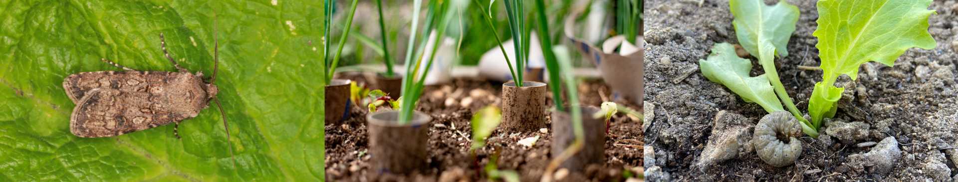 Cutworm: How to Protect Your Vulnerable Seedlings