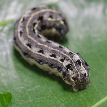 Companion Planting with Land Cress for Natural Caterpillar Control