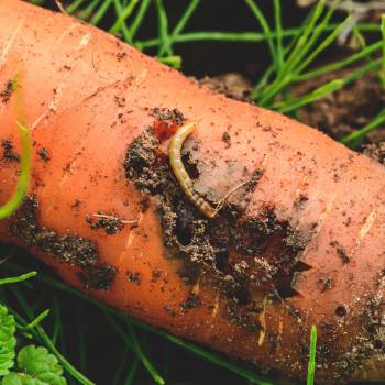 Carrot Fly: Controlling Numbers to Protect Your Harvest