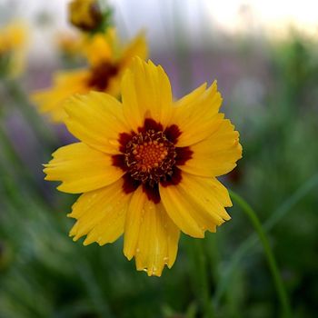 Coreopsis Seeds