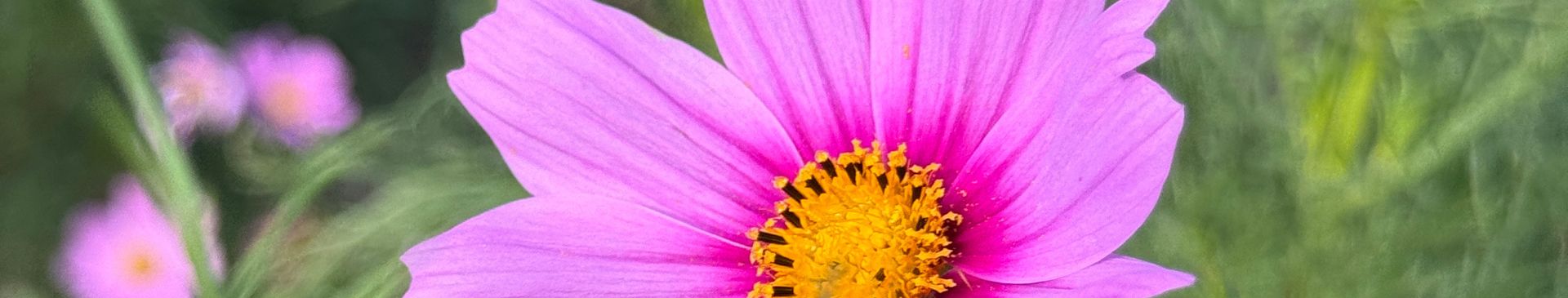 Saving Cosmos Seeds - How to Know When They're Ready to Collect