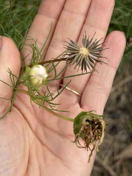 Saving Cosmos Seeds - How to Know When They're Ready to Collect