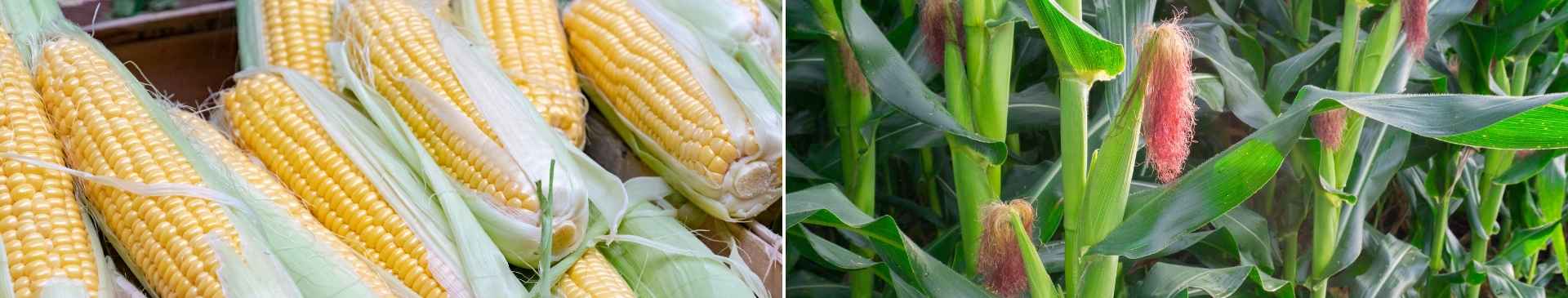 Sweet Corn – Growth & Storage