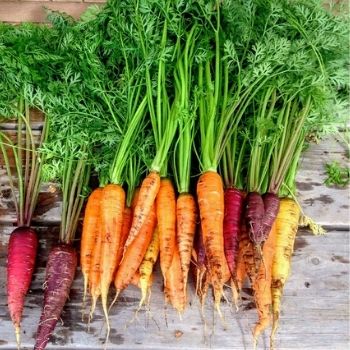 A Short History of Carrots - and Why Heritage Varieties Are Making a Comeback