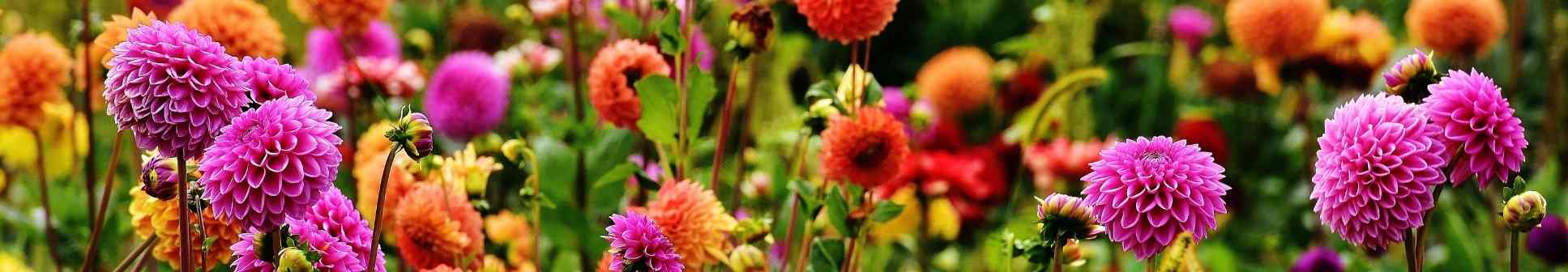 How to Grow Dahlias for a Stunning Summer Display | The Seed Collection