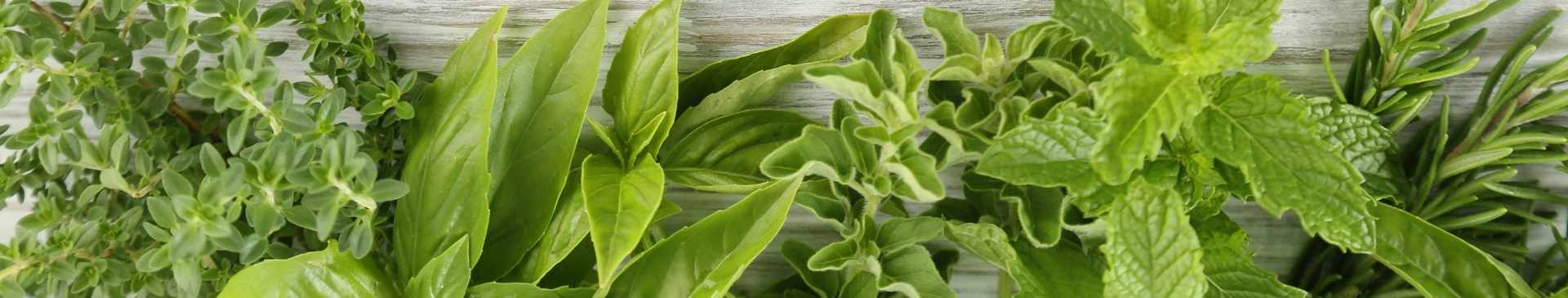7 Essential Perennial Herbs for Your Garden