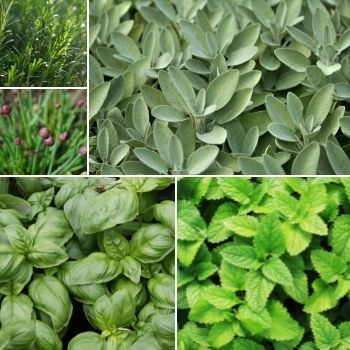7 Essential Perennial Herbs for Your Garden