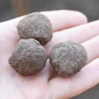 How to Make DIY Seed Bombs