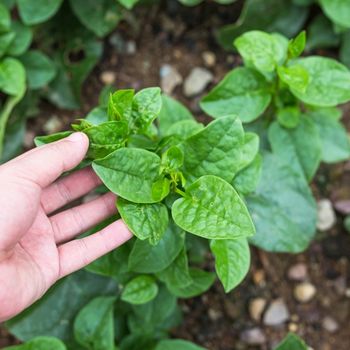 Malabar Spinach Seeds