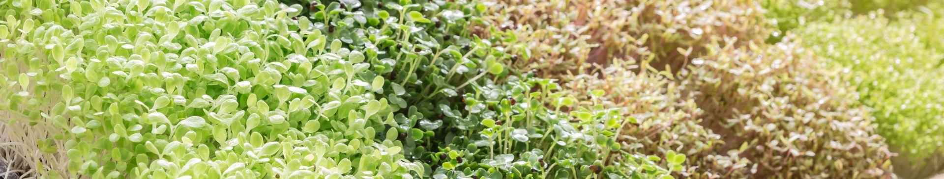 How to Grow Microgreens - Its Simple and Quick but Intensely Rewarding