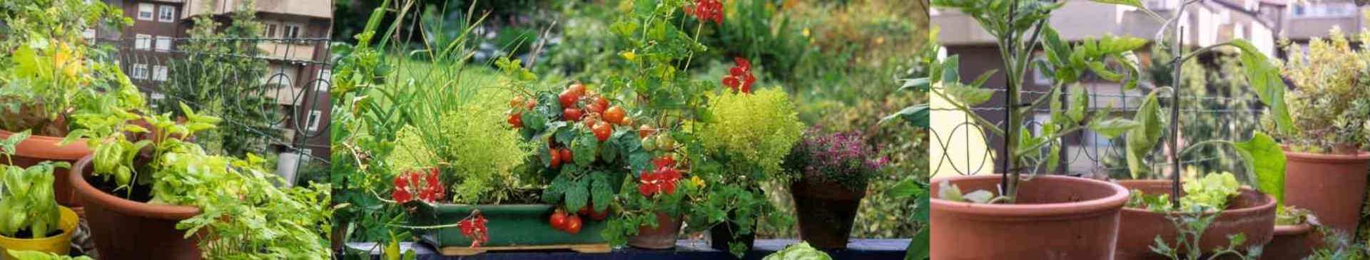 Small Space Gardening: Yes, You Can Grow Your Own Food