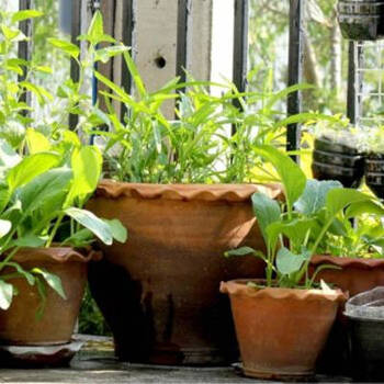 Small Space Gardening: Yes, You Can Grow Your Own Food
