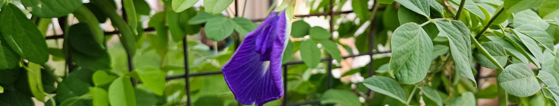 Painting with Blue Butterfly Pea