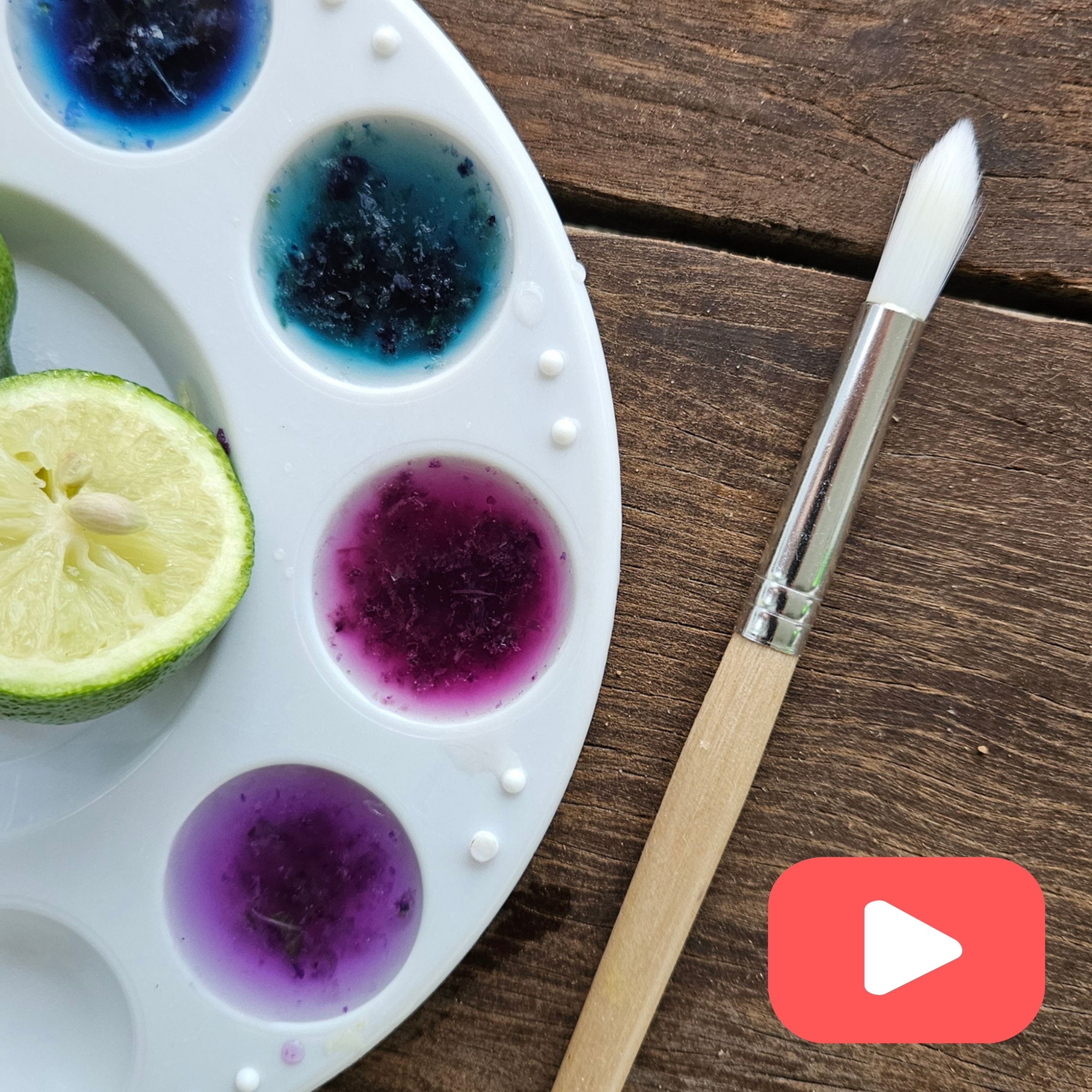 Painting with Blue Butterfly Pea