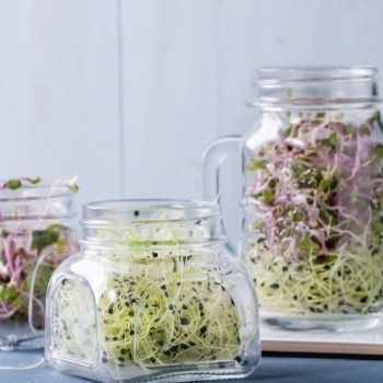 How to Grow Sprouts - the Quickest, Easiest Way to Put Home-Grown Food On Your Plate
