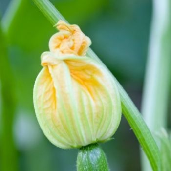 Garden Tips - December 2021