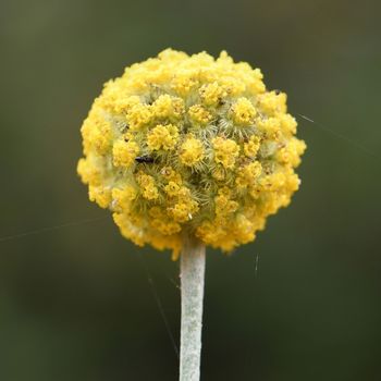 Billy Buttons Seeds