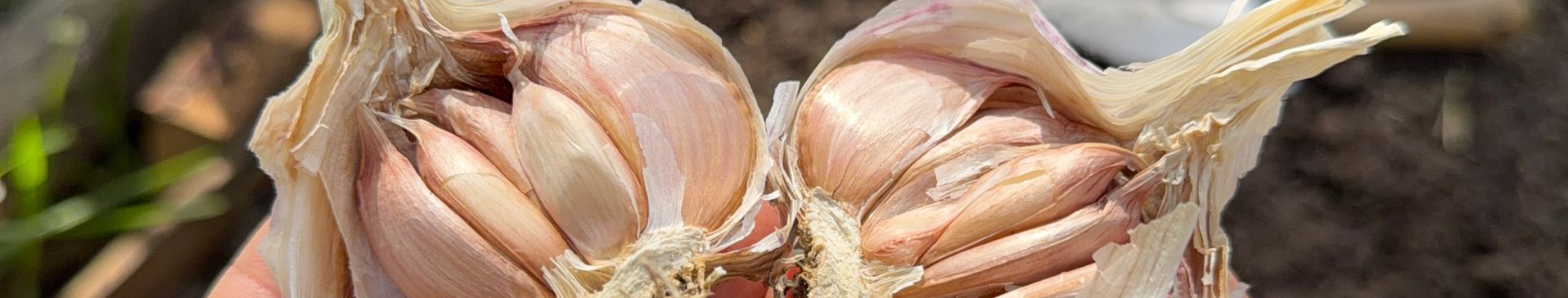 How to Plant Garlic Cloves