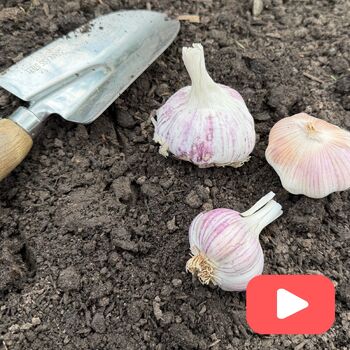 How to Plant Garlic Cloves