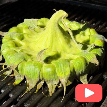 Grilling Sunflowers- A Unique End of Season Recipe
