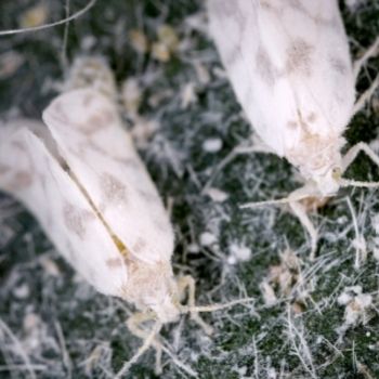 Controlling Whitefly Without Chemical Pesticides