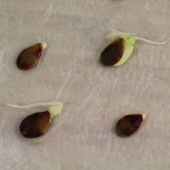 Are Your Seeds Viable? How to Do a Simple Germination Test