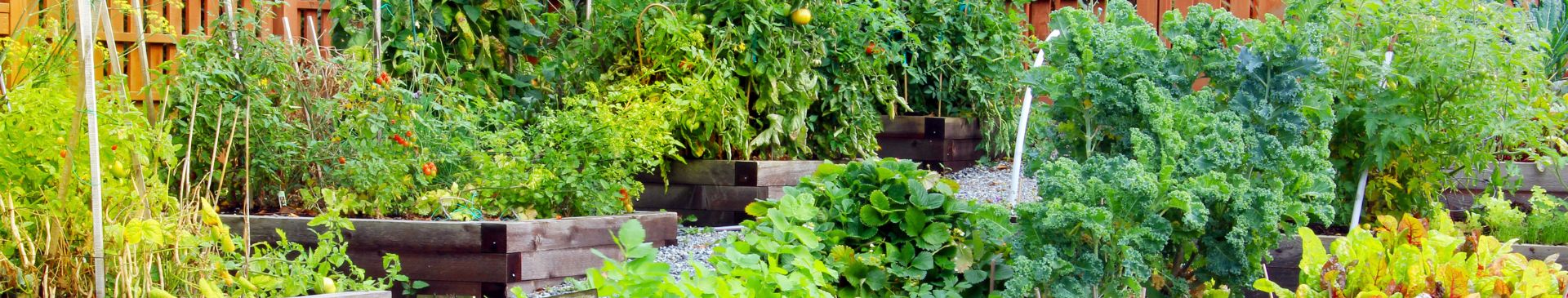 Vegetables | Tropical Climate | Summer 2023
