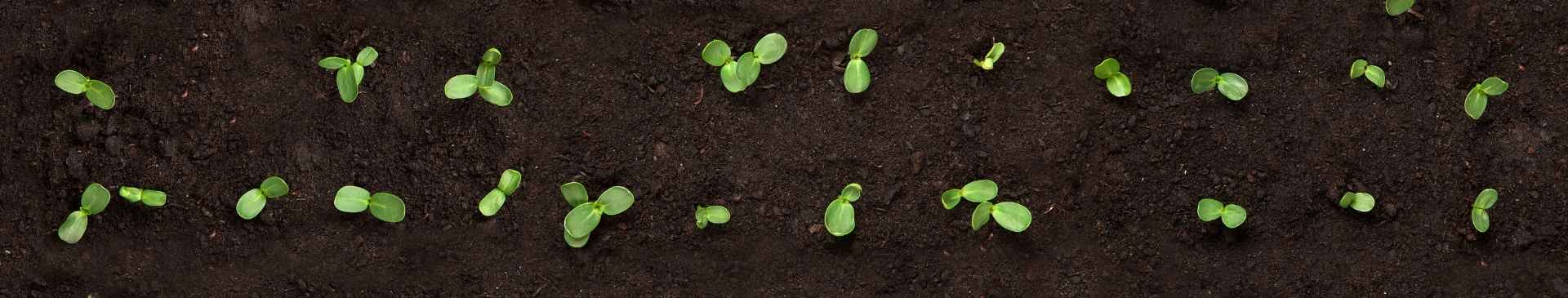 9 Reasons to Raise Your Plants from Seed (and 3 Slight Drawbacks to Bear in Mind)