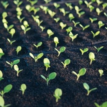 9 Reasons to Raise Your Plants from Seed (and 3 Slight Drawbacks to Bear in Mind)
