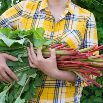 How to Grow Rhubarb from Seed