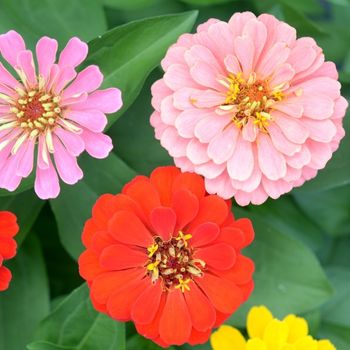 5 Tips for Growing Beautiful Zinnias