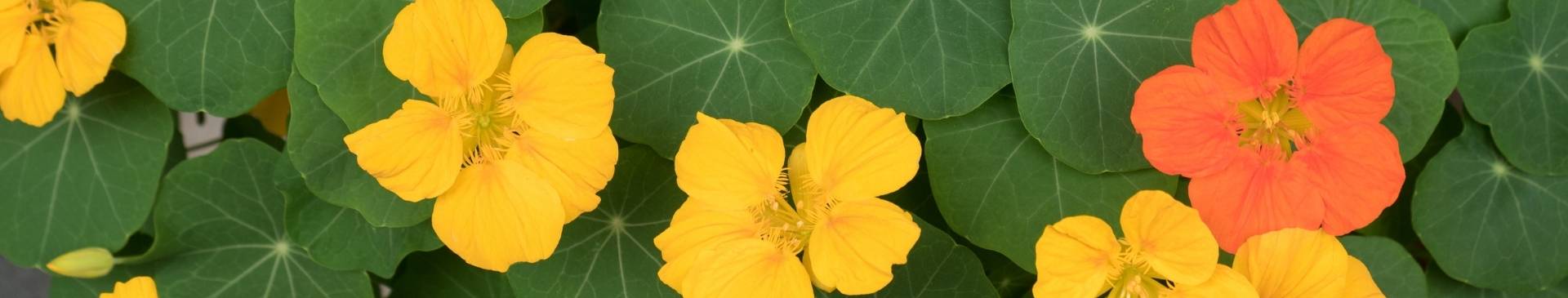 Why You Should Plant Nasturtiums in Your Garden
