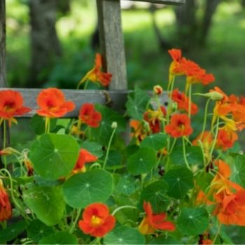 Image of Radicchio companion plants with marigolds, nasturtiums, and chives