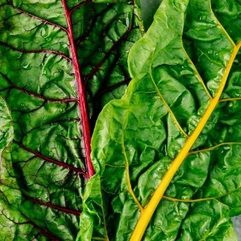 How to Grow Silverbeet from Seed