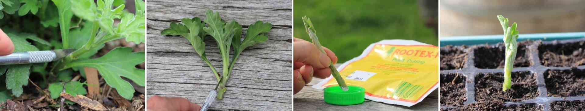 Give Your Cuttings a Helping Hand with Rooting Powder or Gel
