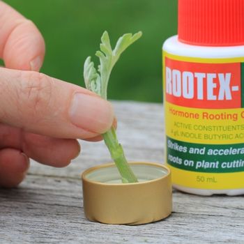 Give Your Cuttings a Helping Hand with Rooting Powder or Gel