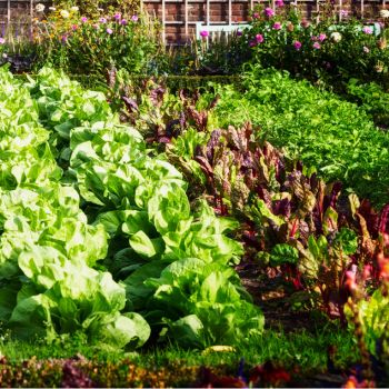 Vegetables | Temperate Climate | Summer 2023